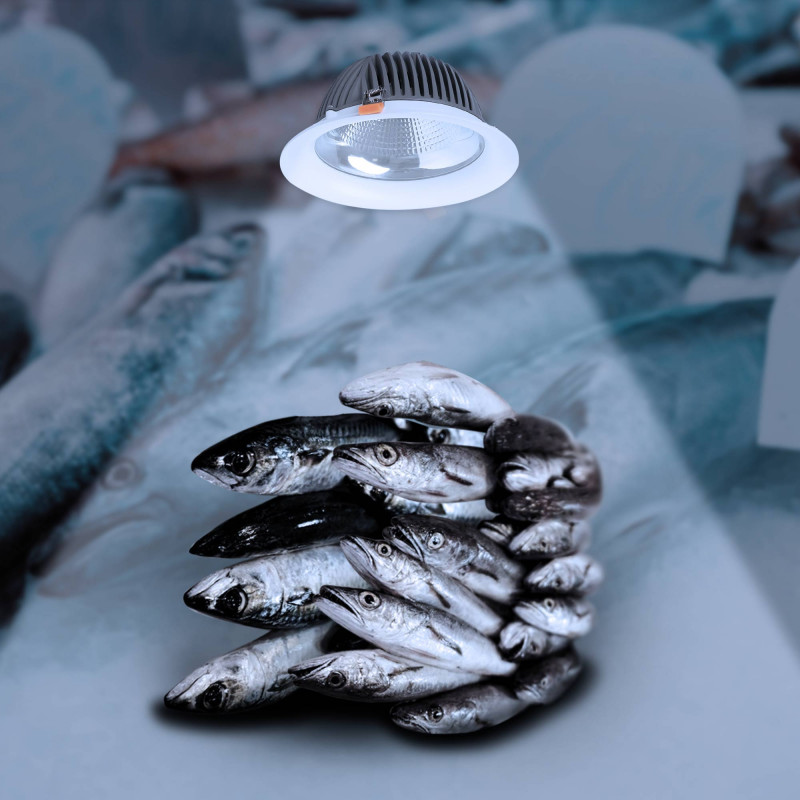 Downlight LED special for fishmongers - 44W - Driver Philips - Cut Ø210 mm