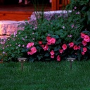 Pack x 2 - LED CCT outdoor solar spotlight with spike - 1W - IP65