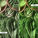 LED 3-phase track spotlight - 40W - Greengrocers - Philips Xitanium Driver